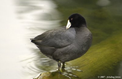 American Coot