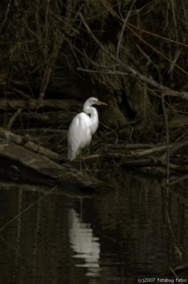 Secluded egret