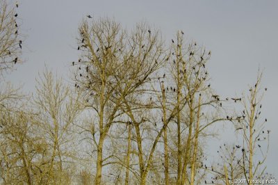 The trees were filled with cormorants