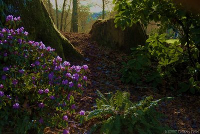 Azalea at Island Park