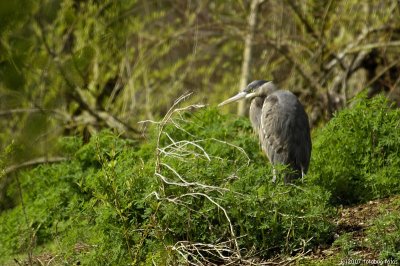 Great Blue Heron - why is it in the bushes?