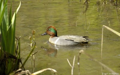 Green-winged Teal