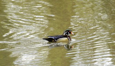 Wood Duck - aren't they gorgeous?