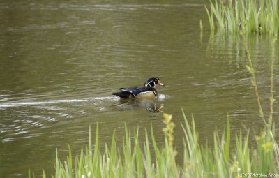 Wood Duck