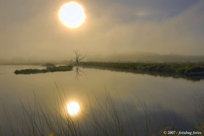 Sun and fog - Fern Ridge Wildlife Area