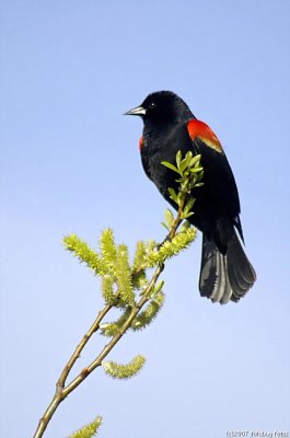 Red-winged Blackbird