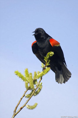 Birds of Fern Ridge Area