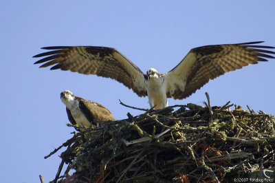 Osprey Pair