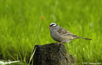 White-crowned sparrow