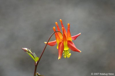 Wild Columbine