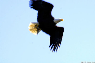 Eagle with fish - sorry about the poor image