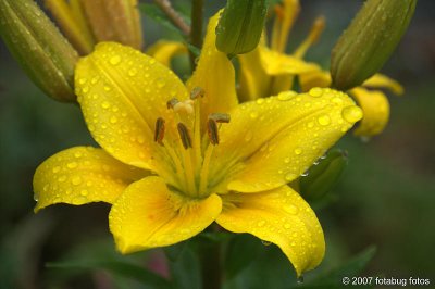 Raindrops and flower