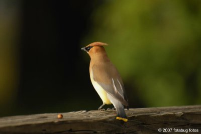 Beautiful Cedar Waxwing