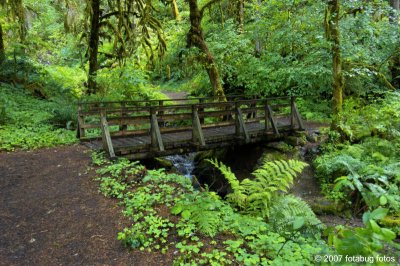 Bridge on the trail to Soda Creek Falls