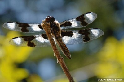 Wings on display