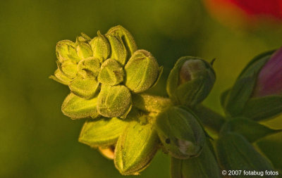 This bud's for you