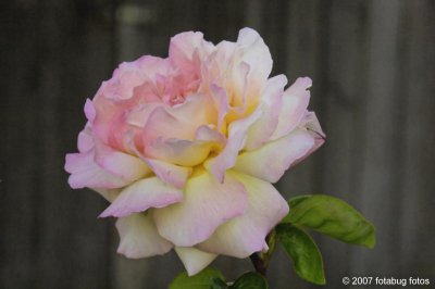 Beauty rose