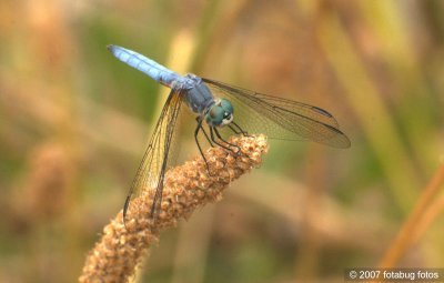 Perched dragonfly