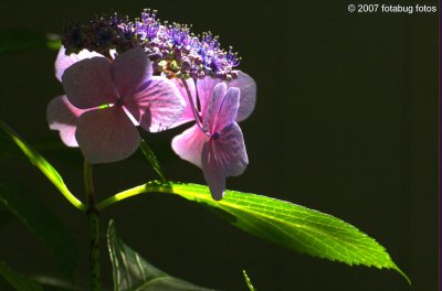 Backlit beauty