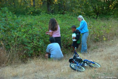 Picking blackberries