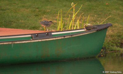 Green Heron - the navigator