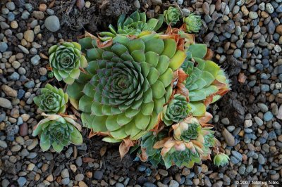 Hen and Chicks