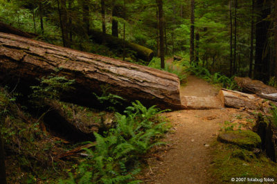 Blazing a trail - Trail to Upper Trestle Falls