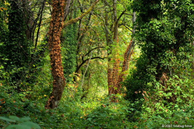 Forest Wonderland - Alton Baker Park