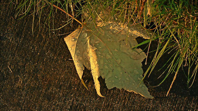 Sun on leaf and water drops