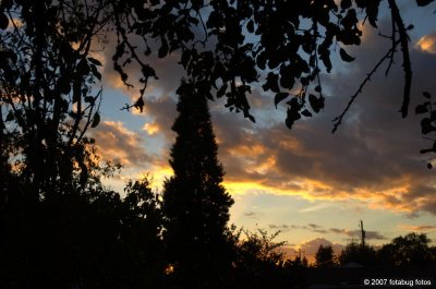 Sunset through trees