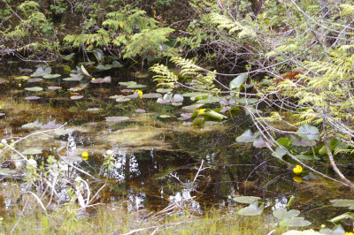 Marsh Flowers