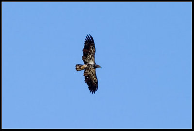 CRW_7433.jpg