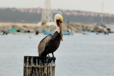 A resting pelican