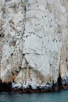 Birds are resting on the cliff