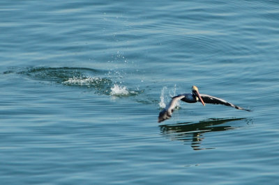 A pelican is taking off from water