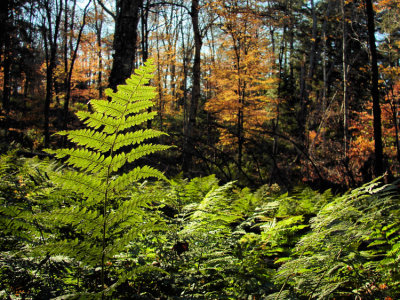 ferns-750_DSC08583.jpg