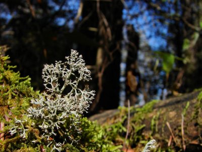 r-d_lichen-750_DSC08549.jpg