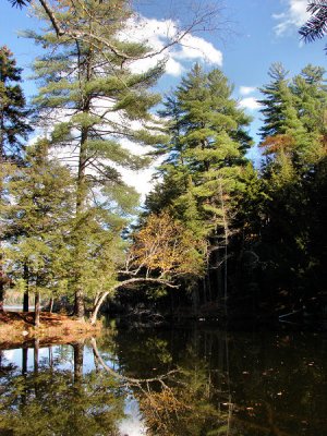 tree-curve-450_DSC08519.jpg