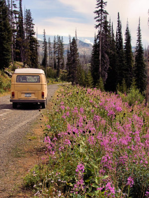Roadside Attraction