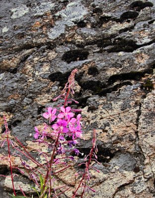 Fireweed/Granite