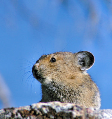 Pika Gallery