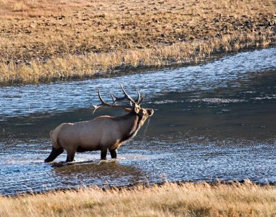 Elk, Deer & Nature