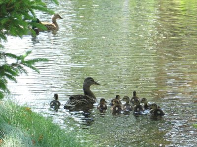 Ducks 2007