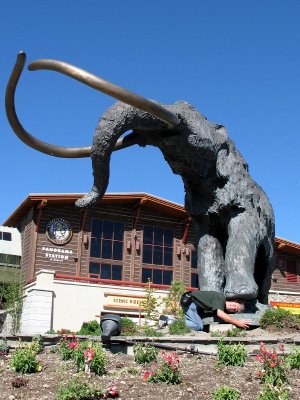 Trained Mammoth
