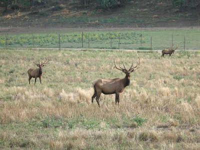 Keyah Grande Elk