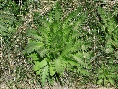 Giant Dandelion