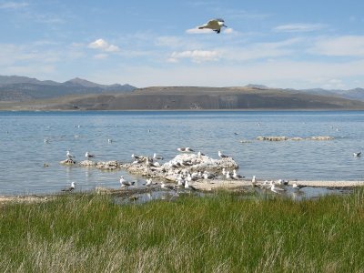 Birds at West Tufa