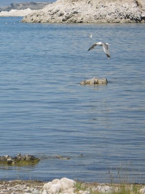 Lake Scene