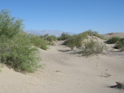 Creosote Bushes