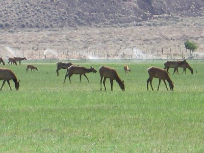Young Tule Elk